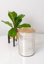 Load image into Gallery viewer, Silver Candle -Grapefruit Pine
